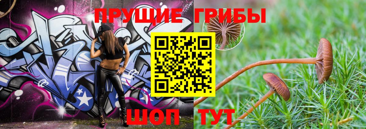 Галлюциногенные грибы Psilocybine cubensis Тосно