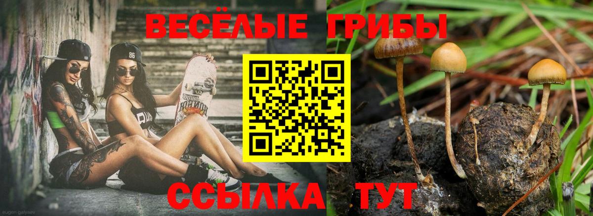 Тосно  купить   Вход с VPN  Галлюциногенные грибы Psilocybe 